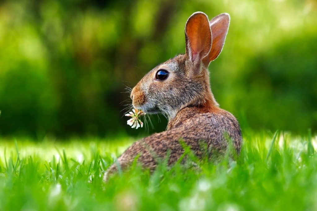 St. Patrick’s Day and More: Spring Events in Savannah